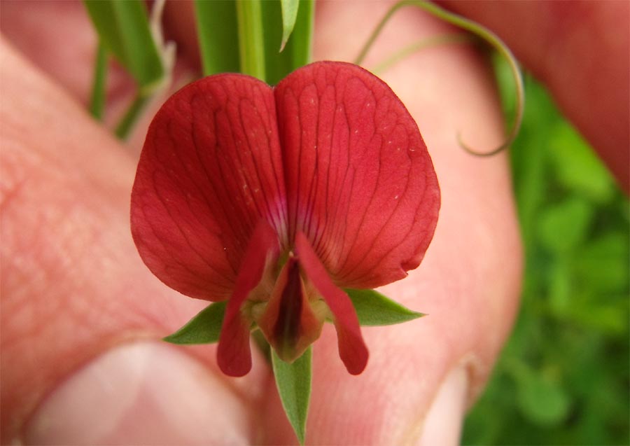 Lathyrus cicera / Cicerchia cicerchiella